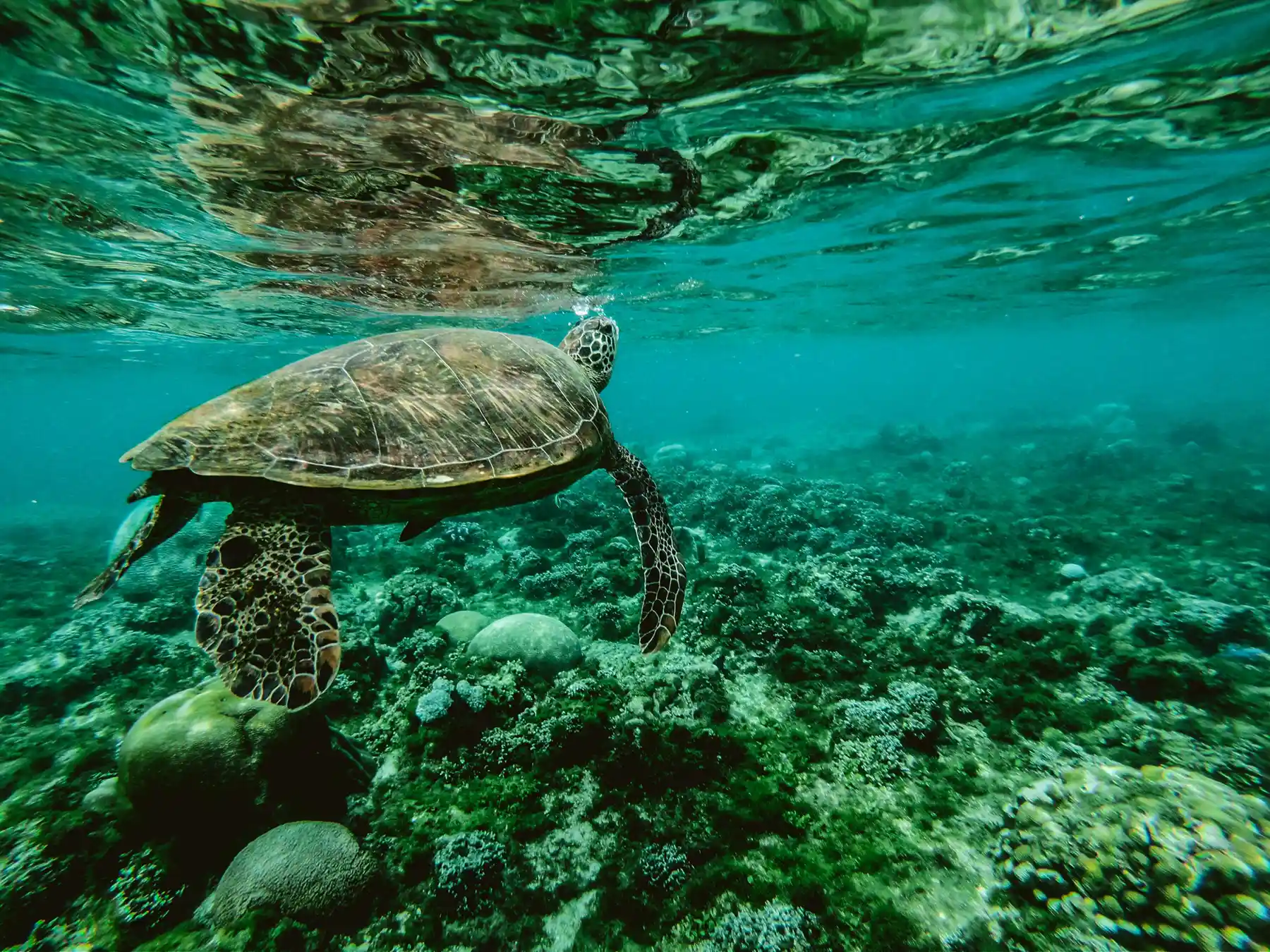 Green sea turtle swimming over a coral reef